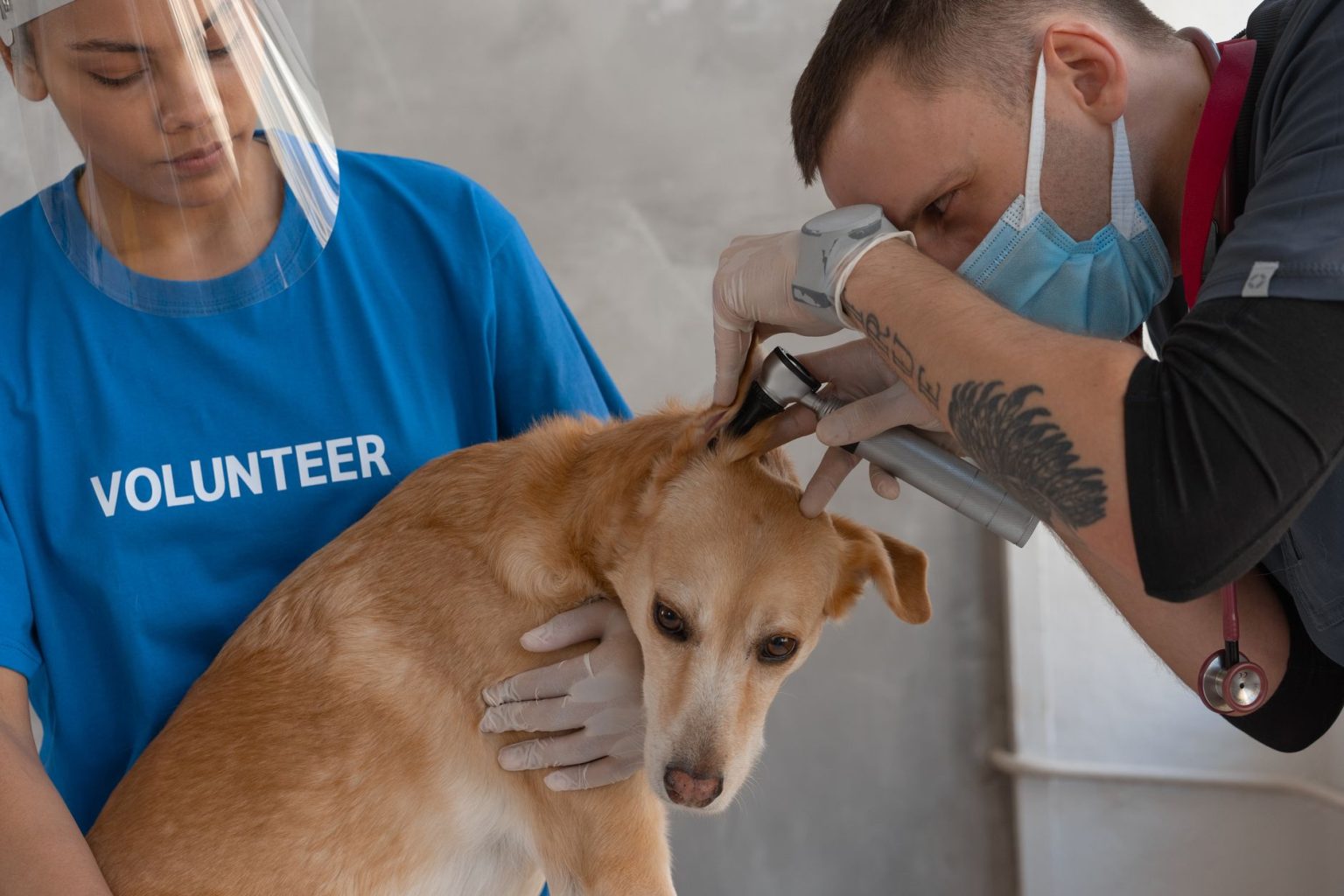 Barueri terá atendimento veterinário gratuito para cães e gatos no Jardim Silveira em 26 de setembro Veterinário examina um cachorro com o auxílio de uma pessoa voluntária em ambiente de atendimento.