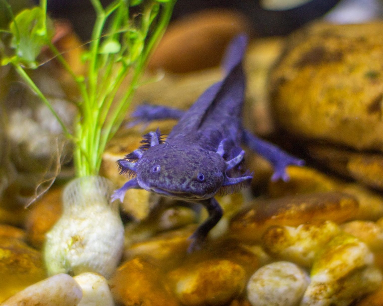 Axolote roxo nadando entre pedras e plantas em um aquário.